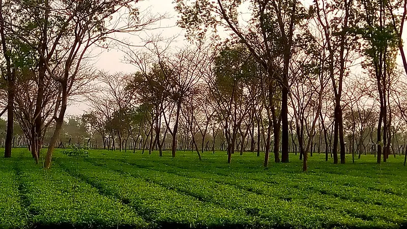 Tea Garden at Tetulia